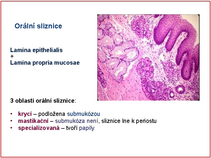 Orální sliznice Lamina epithelialis + Lamina propria mucosae 3 oblasti orální sliznice: • krycí