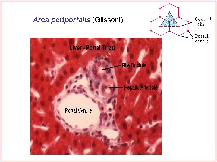 Area periportalis (Glissoni) 