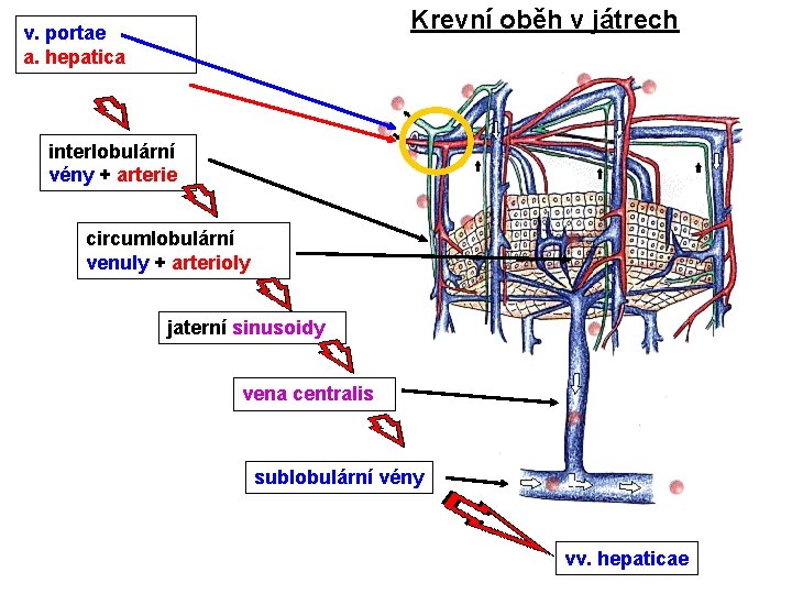 Krevní oběh v játrech v. portae a. hepatica interlobulární vény + arterie circumlobulární venuly
