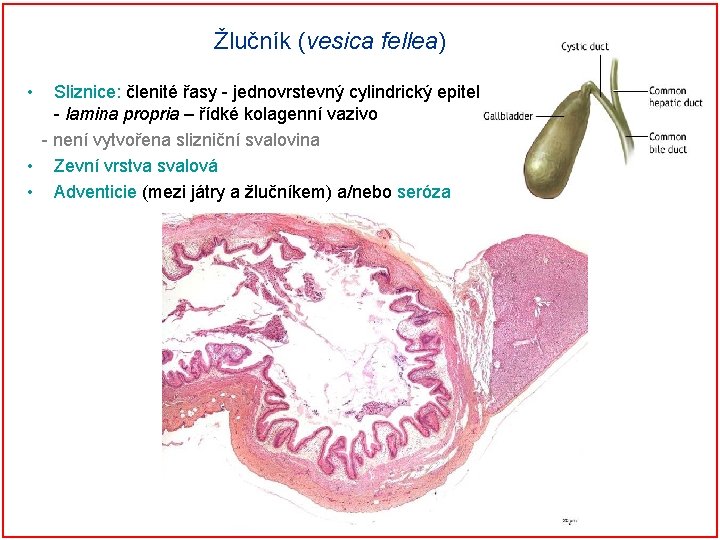 Žlučník (vesica fellea) • Sliznice: členité řasy - jednovrstevný cylindrický epitel - lamina propria