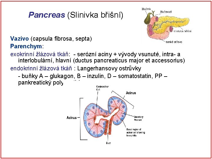Pancreas (Slinivka břišní) Vazivo (capsula fibrosa, septa) Parenchym: exokrinní žlázová tkáň: - serózní aciny