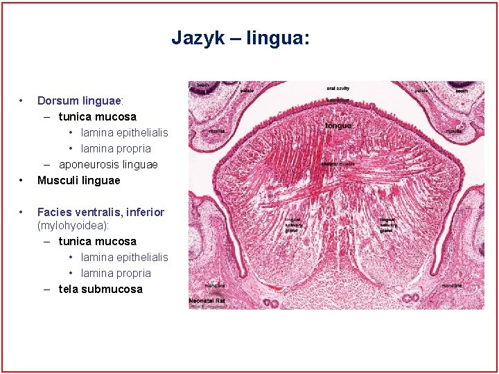 Jazyk – lingua: • • • Dorsum linguae: – tunica mucosa • lamina epithelialis