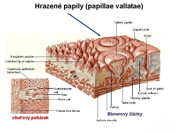 Hrazené papily (papillae vallatae) chuťový pohárek Ebnerovy žlázky 