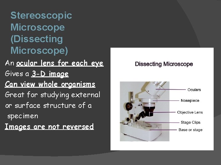 Stereoscopic Microscope (Dissecting Microscope) An ocular lens for each eye Gives a 3 -D