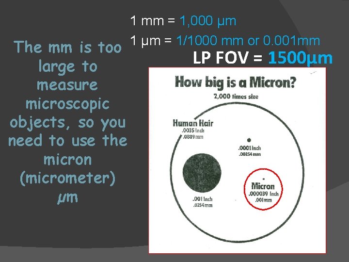 The mm is too large to measure microscopic objects, so you need to use