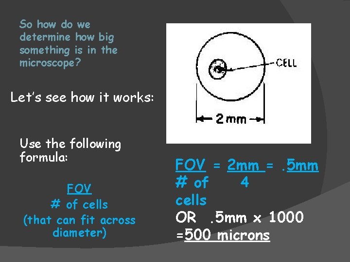 So how do we determine how big something is in the microscope? Let’s see