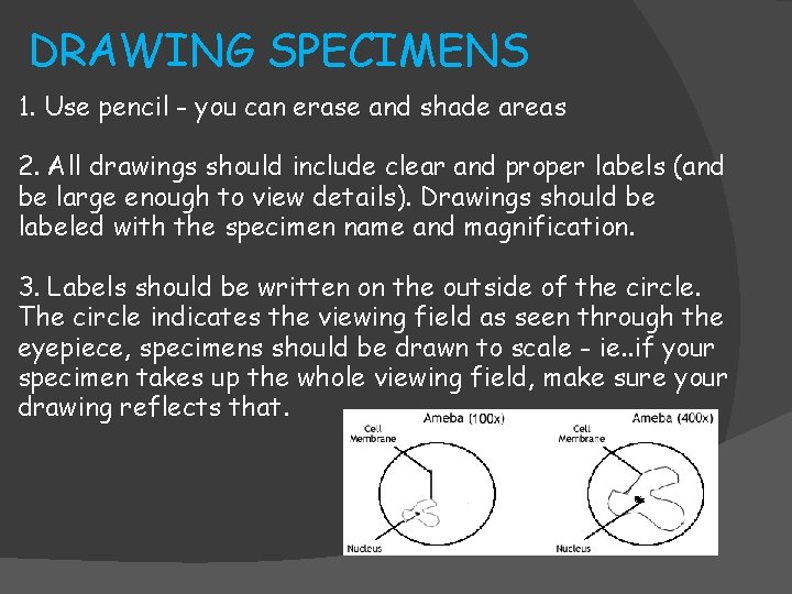 DRAWING SPECIMENS 1. Use pencil - you can erase and shade areas 2. All