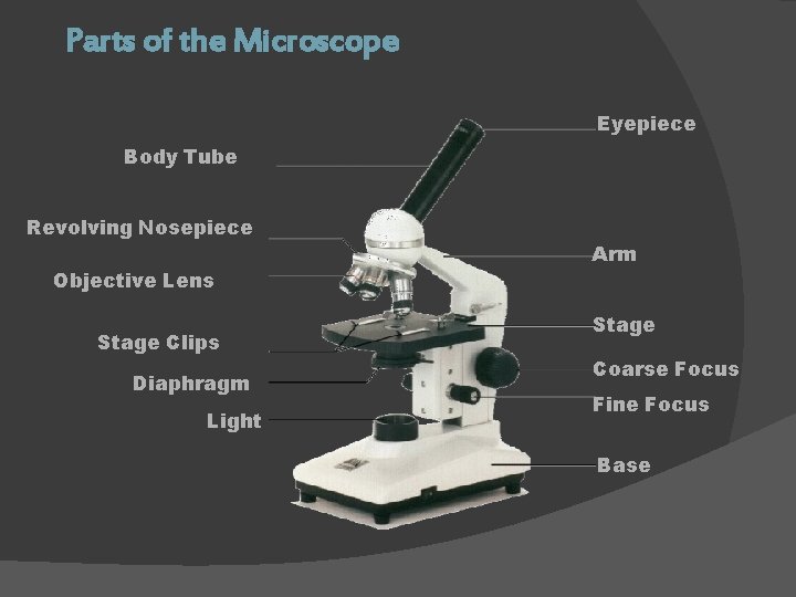 Parts of the Microscope Eyepiece Body Tube Revolving Nosepiece Objective Lens Stage Clips Diaphragm