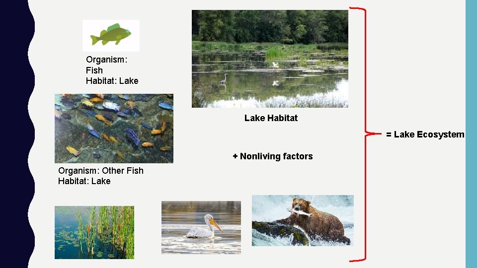 Organism: Fish Habitat: Lake Habitat = Lake Ecosystem + Nonliving factors Organism: Other Fish