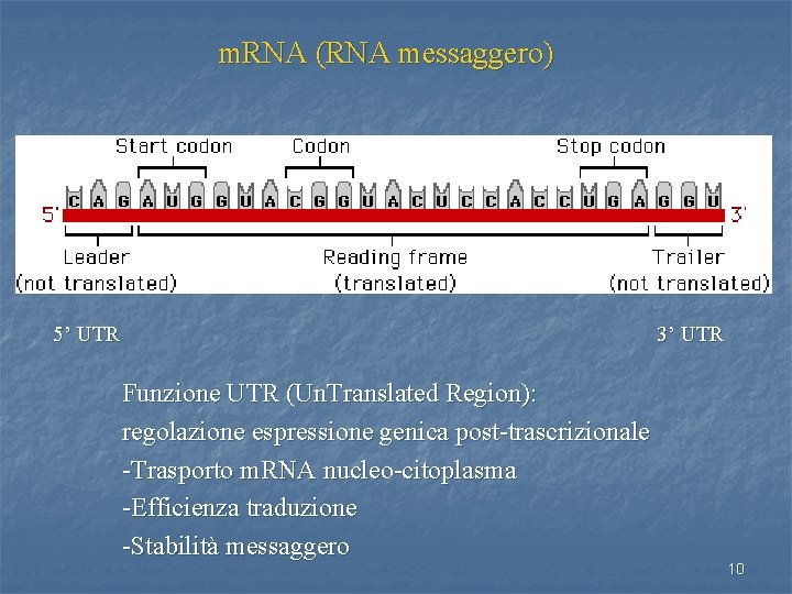 m. RNA (RNA messaggero) 5’ UTR 3’ UTR Funzione UTR (Un. Translated Region): regolazione