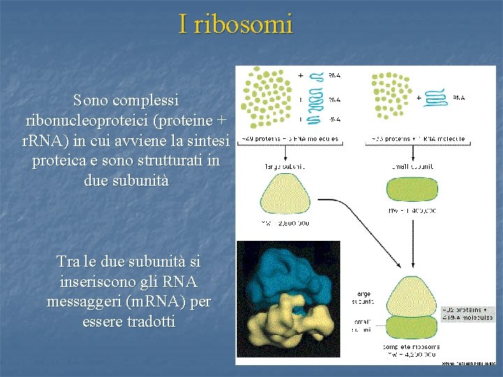 I ribosomi Sono complessi ribonucleoproteici (proteine + r. RNA) in cui avviene la sintesi