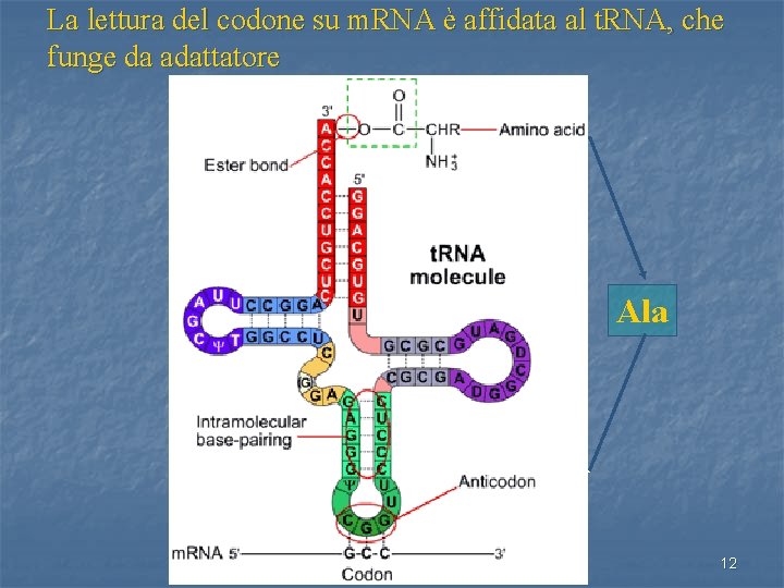 La lettura del codone su m. RNA è affidata al t. RNA, che funge