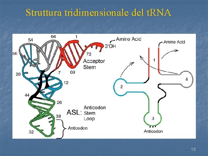 Struttura tridimensionale del t. RNA 13 