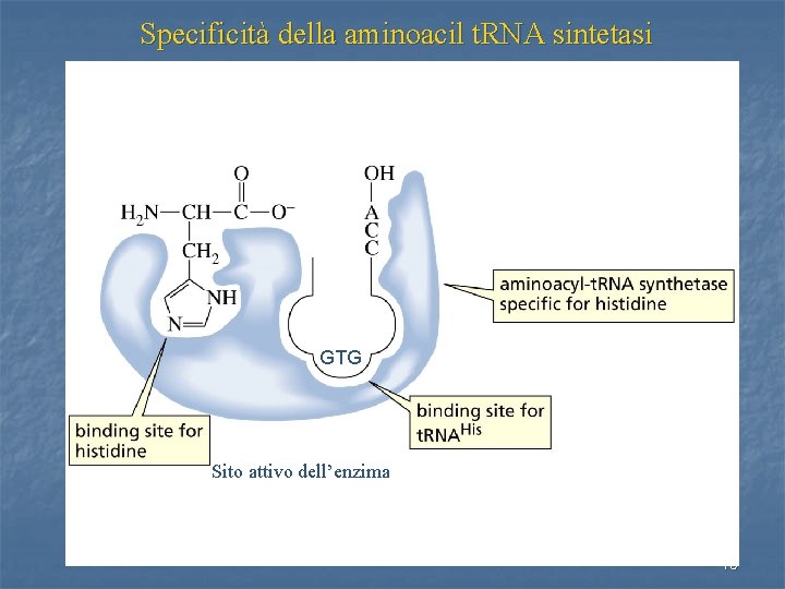 Specificità della aminoacil t. RNA sintetasi GTG Sito attivo dell’enzima 15 