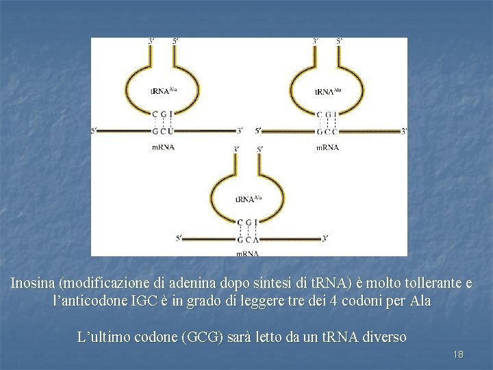 Inosina (modificazione di adenina dopo sintesi di t. RNA) è molto tollerante e l’anticodone