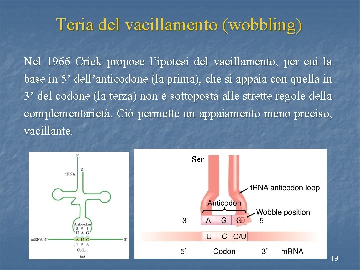 Teria del vacillamento (wobbling) Nel 1966 Crick propose l’ipotesi del vacillamento, per cui la