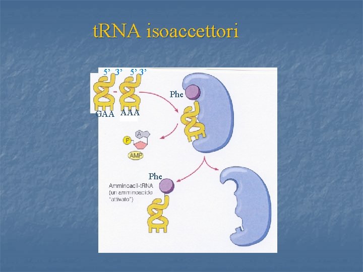 t. RNA isoaccettori 5’ 3’ Phe GAA AAA Phe 21 