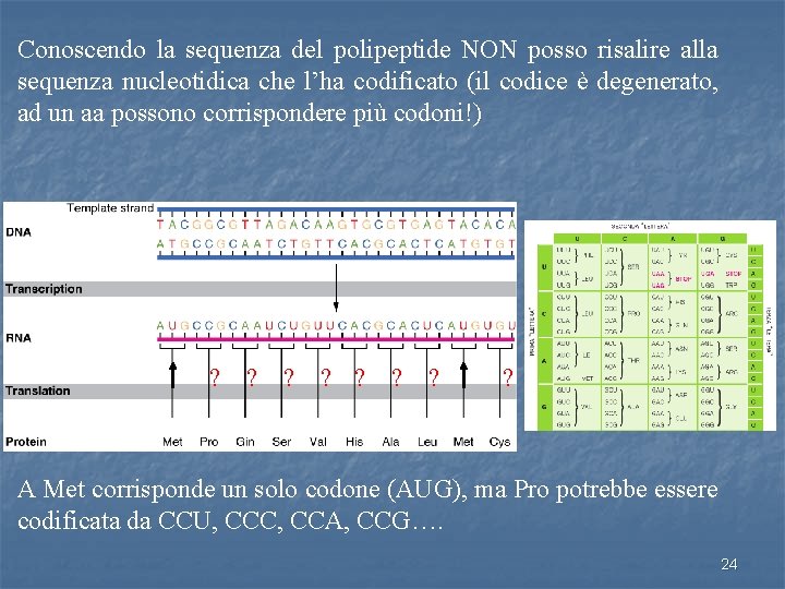 Conoscendo la sequenza del polipeptide NON posso risalire alla sequenza nucleotidica che l’ha codificato