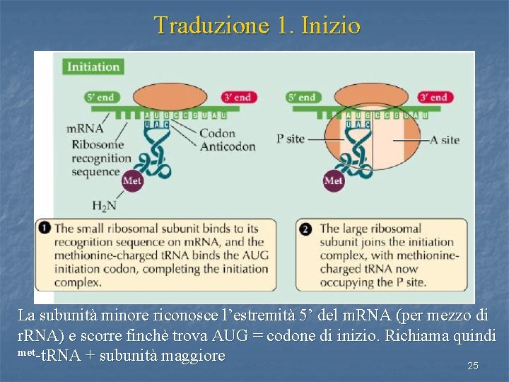 Traduzione 1. Inizio La subunità minore riconosce l’estremità 5’ del m. RNA (per mezzo