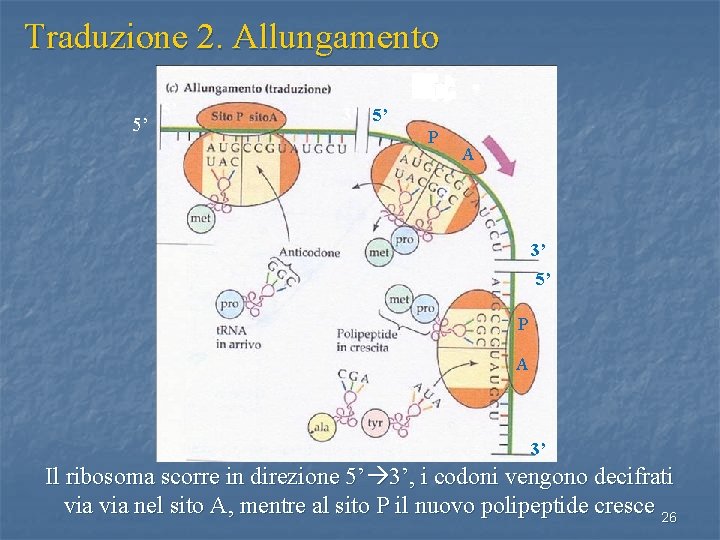 Traduzione 2. Allungamento 5’ 5’ 3’ 5’ P A 3’ Il ribosoma scorre in