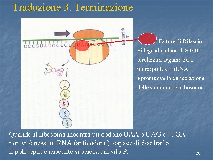 Traduzione 3. Terminazione P A Fattore di Rilascio Si lega al codone di STOP