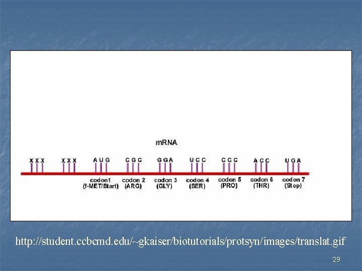 http: //student. ccbcmd. edu/~gkaiser/biotutorials/protsyn/images/translat. gif 29 