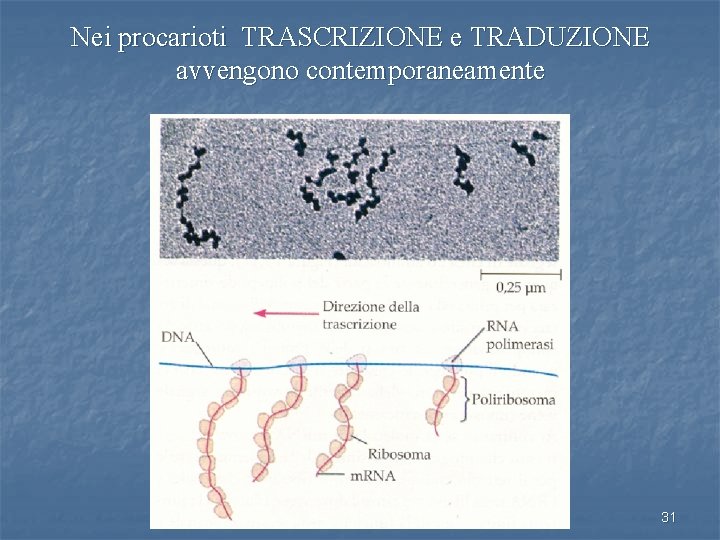 Nei procarioti TRASCRIZIONE e TRADUZIONE avvengono contemporaneamente 31 
