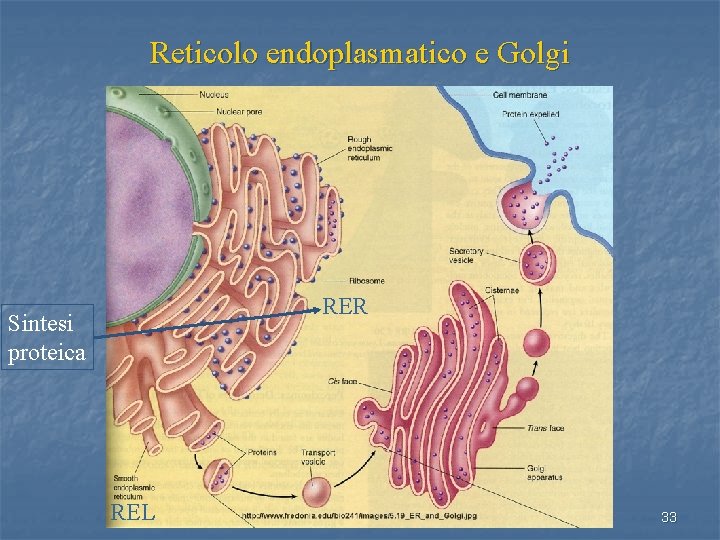 Reticolo endoplasmatico e Golgi RER Sintesi proteica REL 33 