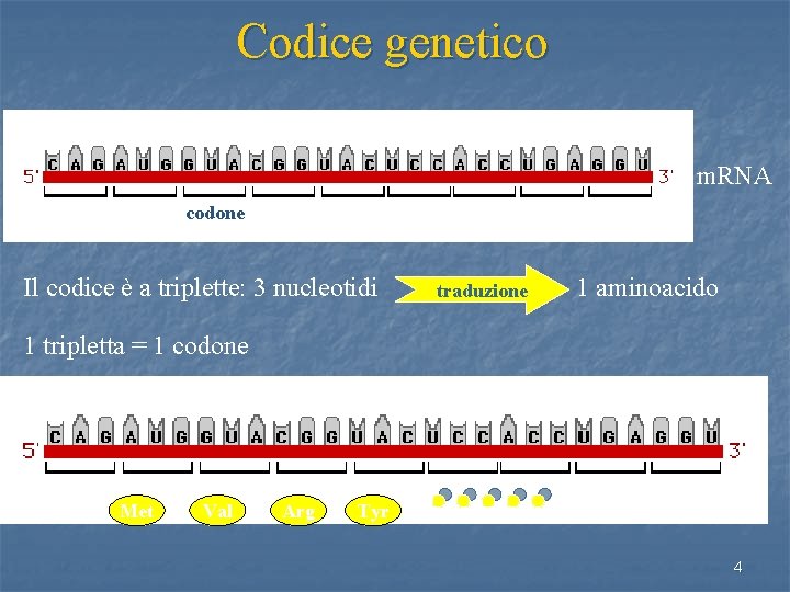 Codice genetico m. RNA codone Il codice è a triplette: 3 nucleotidi traduzione 1