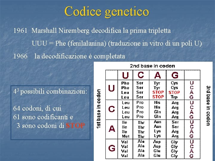 Codice genetico 1961 Marshall Niremberg decodifica la prima tripletta UUU = Phe (fenilalanina) (traduzione