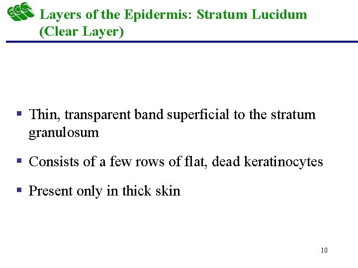 Layers of the Epidermis: Stratum Lucidum (Clear Layer) § Thin, transparent band superficial to