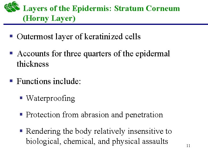 Layers of the Epidermis: Stratum Corneum (Horny Layer) § Outermost layer of keratinized cells