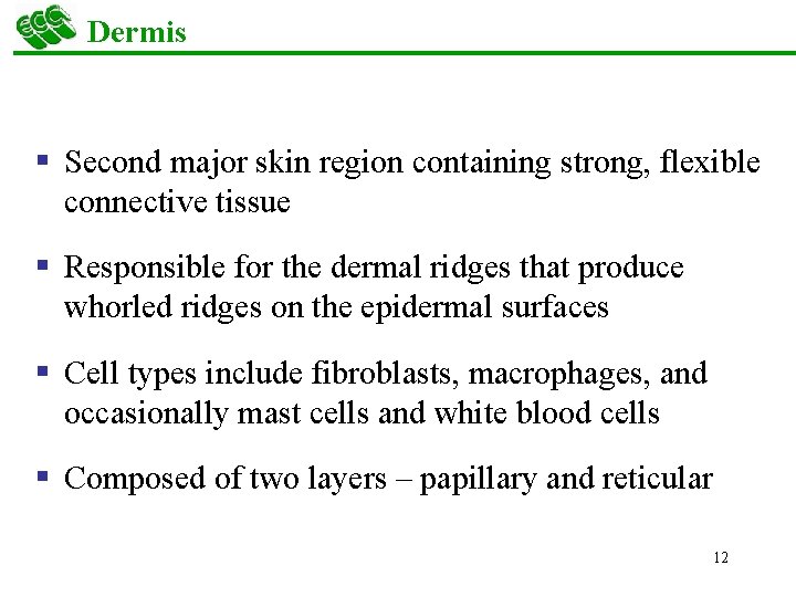 Dermis § Second major skin region containing strong, flexible connective tissue § Responsible for