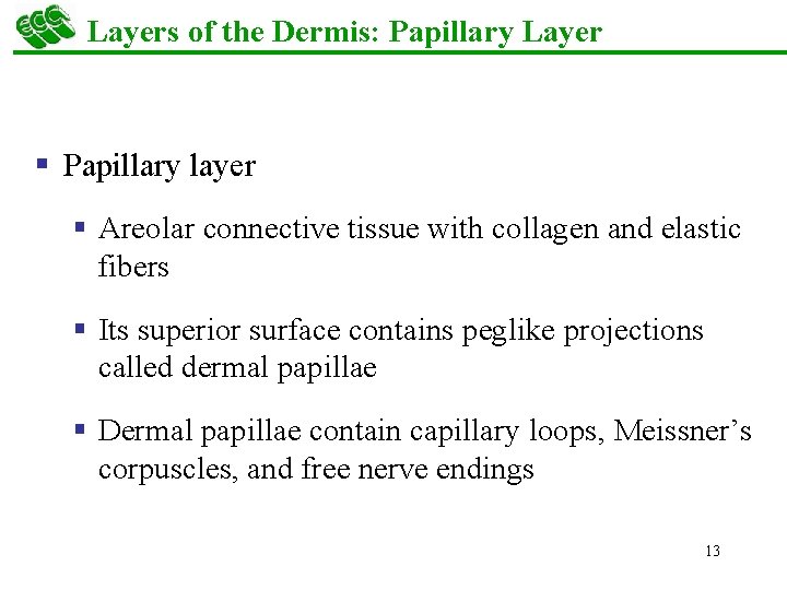 Layers of the Dermis: Papillary Layer § Papillary layer § Areolar connective tissue with