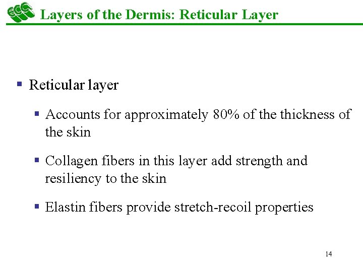 Layers of the Dermis: Reticular Layer § Reticular layer § Accounts for approximately 80%
