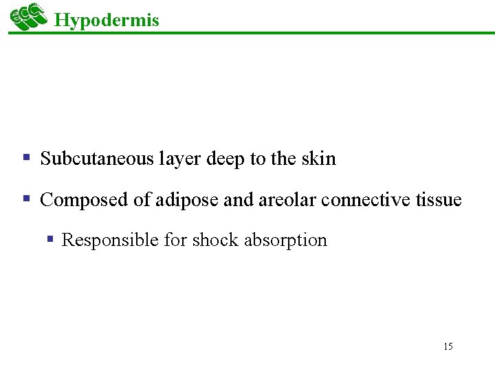 Hypodermis § Subcutaneous layer deep to the skin § Composed of adipose and areolar