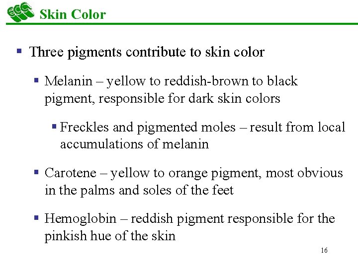 Skin Color § Three pigments contribute to skin color § Melanin – yellow to