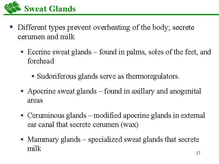 Sweat Glands § Different types prevent overheating of the body; secrete cerumen and milk