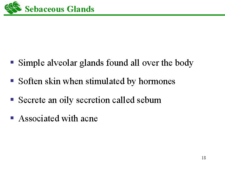 Sebaceous Glands § Simple alveolar glands found all over the body § Soften skin