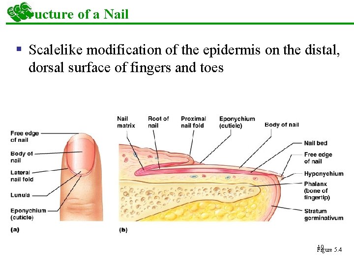 Structure of a Nail § Scalelike modification of the epidermis on the distal, dorsal