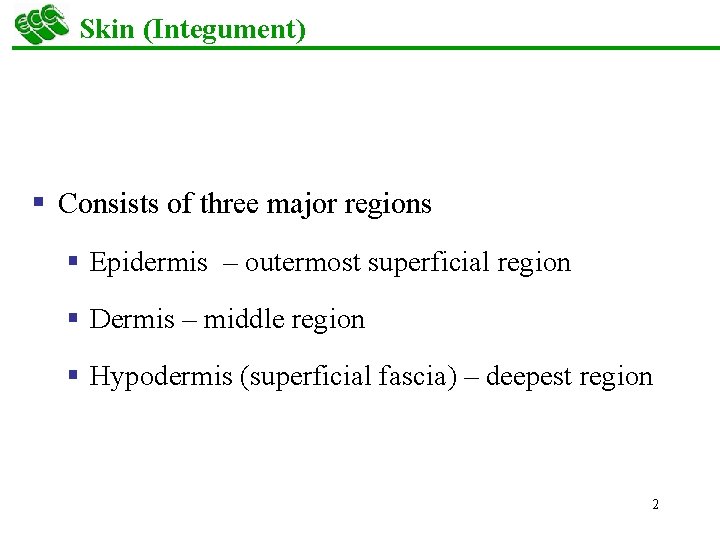 Skin (Integument) § Consists of three major regions § Epidermis – outermost superficial region