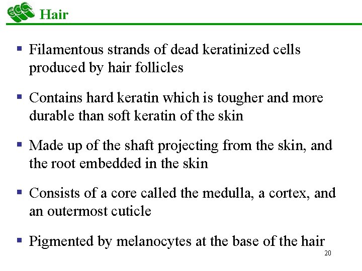 Hair § Filamentous strands of dead keratinized cells produced by hair follicles § Contains