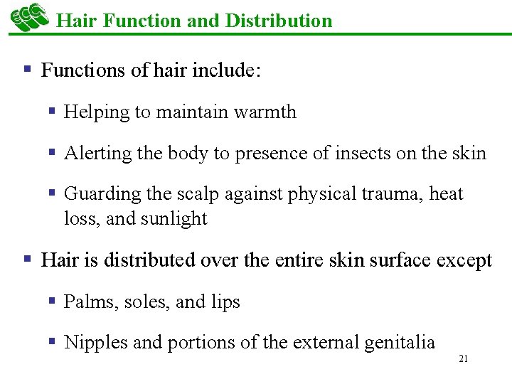 Hair Function and Distribution § Functions of hair include: § Helping to maintain warmth