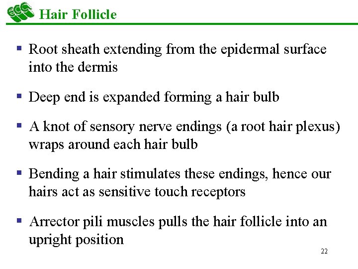 Hair Follicle § Root sheath extending from the epidermal surface into the dermis §