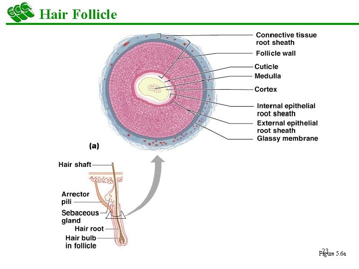 Hair Follicle 23 5. 6 a Figure 