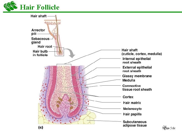 Hair Follicle 24 5. 6 c Figure 