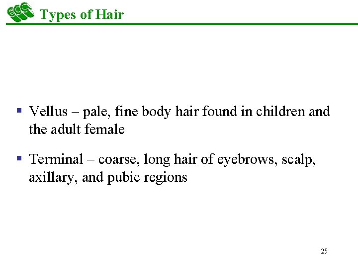 Types of Hair § Vellus – pale, fine body hair found in children and