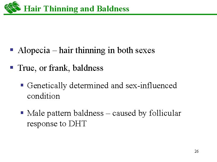 Hair Thinning and Baldness § Alopecia – hair thinning in both sexes § True,