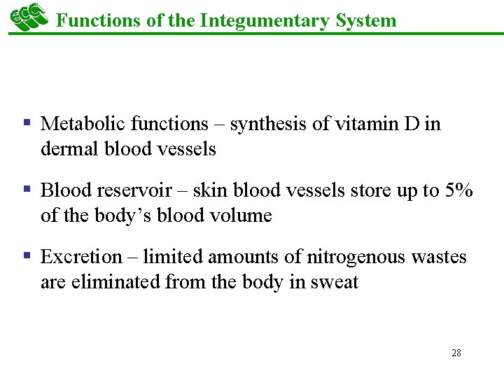 Functions of the Integumentary System § Metabolic functions – synthesis of vitamin D in