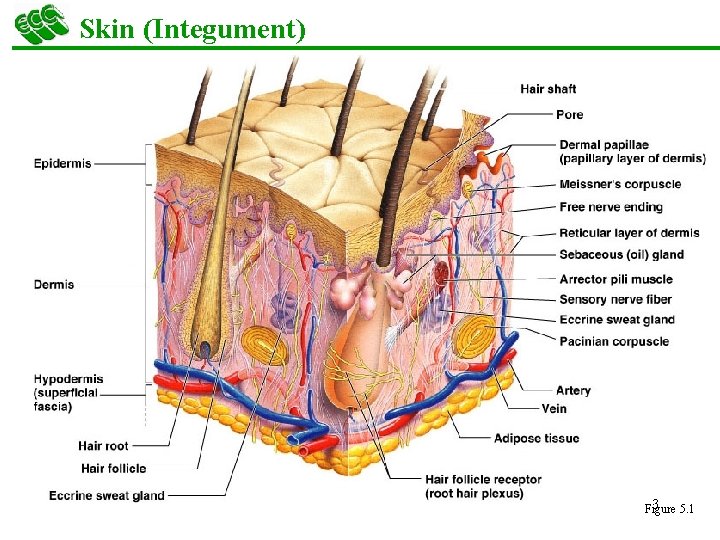 Skin (Integument) 3 5. 1 Figure 